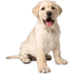 Dogs