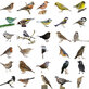 Diamond Painting Birds by Species
