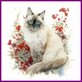 Diamond Painting Cat Sacred Burmese