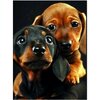 Diamond Paiting Hond - Teckel 02
