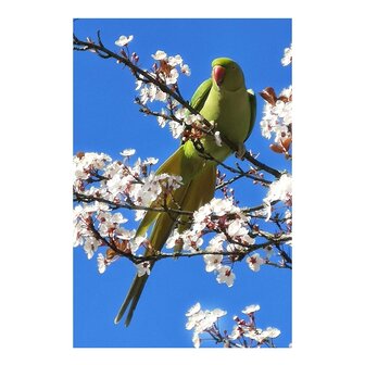 Diamond Painting Ring-necked Parakeet 40x60cm