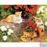 Schilderen op nummer Katten 40x50cm_