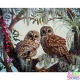Schilderen op nummer Uilen in boom 40x50cm_