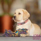 Custom Honden Halsband met eigen naam_