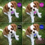 Custom Honden Penning Bot_