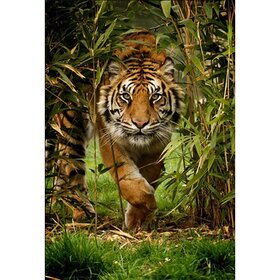 Diamond Painting Tiger Portrait 02 (size and shape of stones of your choice)