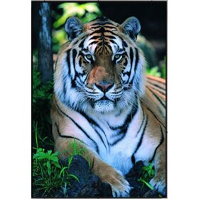 Diamond Painting Tiger Portrait 07 (size and shape of stones of your choice)