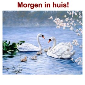 Diamond Painting Zwanen 50x40cm