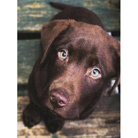 Diamond Painting Dog - Labrador 02 (size and shape of stones of your choice)