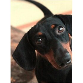 Diamond Painting Dog - Dachshund 01 (size and shape of gems of your choice)