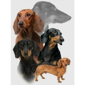 Diamond Painting Dog - Dachshund 04 (size and shape of gems of your choice)