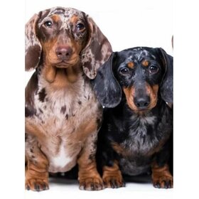 Diamond Painting Dog - Dachshund 05 (size and shape of gems of your choice)