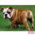 Diamond Painting Bulldog 20x25cm