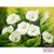 Diamond Painting Witte Bloemen 20x25cm
