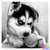 Diamond Painting Husky Pup 30x30cm